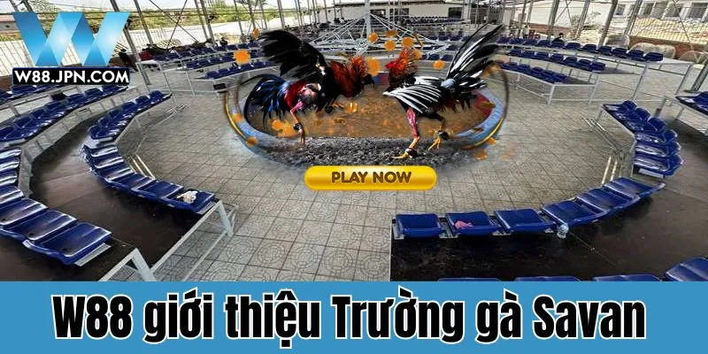 Trường gà Savan - trường đấu chọi gà đẳng cấp Đông Nam Á bet thủ không thể bỏ qua