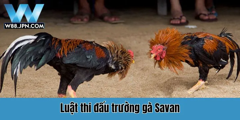 Trường Gà Savan W88